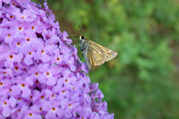 moth on buddleia flower