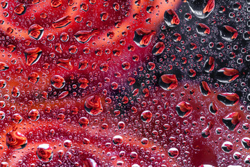 reflection of a rose in a rain drop