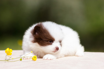 Pomeranian puppy outdoor