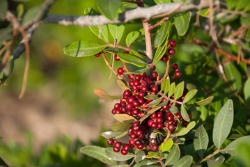 Wild red berry in the forest. Nature background.