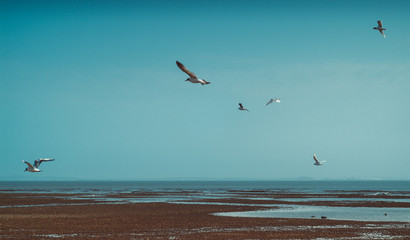 Fototapeta premium Seagulls