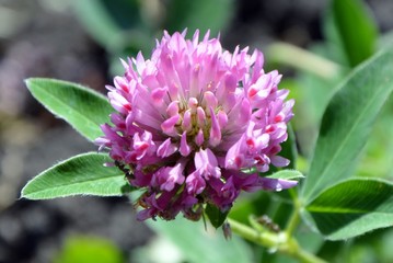 Clover wild flower and medicinal plant close-up.