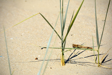 Plants in sand on the beach. Sand dunes