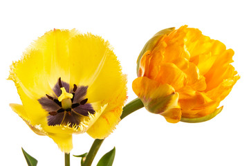 Two yellow tulips isolated on a white background. Parrot flower and flower with fringe