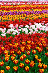 Tulips Harmony