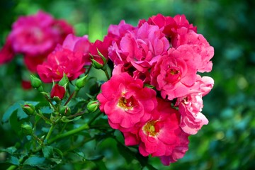 Gorgeous bright pink rose in the garden close-up.