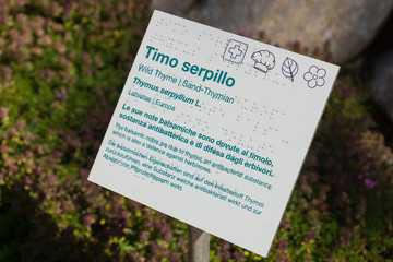 Thymus serpyllum, known as Breckland thyme, wild thyme, evergreen subshrub blooming with strongly scented mauve flowers, seen in Viote botanic garden, Trentino, Italy, Europe.