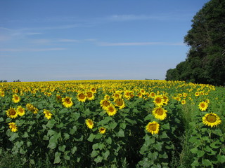 Field of blooming sunflowers