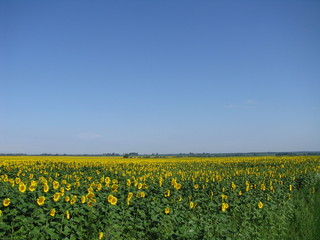 Field of blooming sunflowers