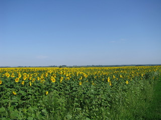 Field of blooming sunflowers