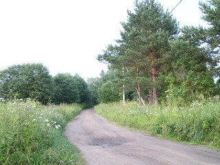 Country road in the summer