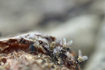 some flies on almonds