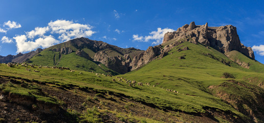 Sheep grazing in the grasslands of Bayinbuluke National Nature Reserve,  Xinjiang Province China. High altitude lush green pastures in the Tianshan Mountain range, southwest of Bayin County.