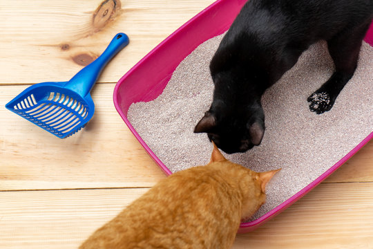 cat litter box