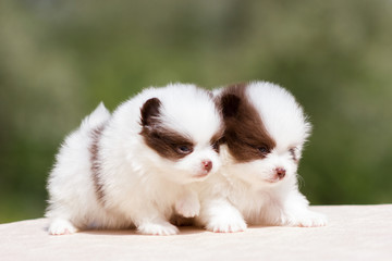 Pomeranian puppy outdoor