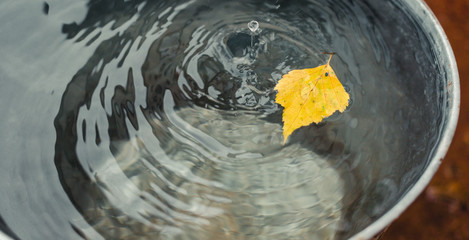 Yellowed birch leaf floats on the surface of the water in a tin bucket under raindrops. Concept "Autumn has come".