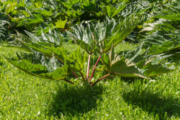 Rheum palmatum, known as rhubarb, with red stalks and big green leaves growing in the garden on a summer day
