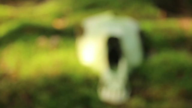 The forest beast's skull on moss