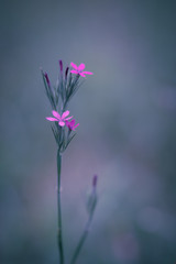 Fototapeta premium Petite fleur rose