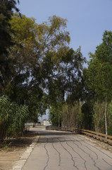 road in a park with cypresses and reeds