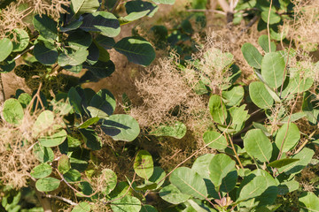 Foliage of a tree with brown outgrowths on a tree.