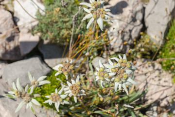 Leontopodium nivale subsp. alpinum, mountain flower with white wooly petals known as edelweiss, seen in alpine garden on a summer day, is a symbol for alpinism