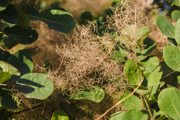 Foliage of a tree with brown outgrowths on a tree.