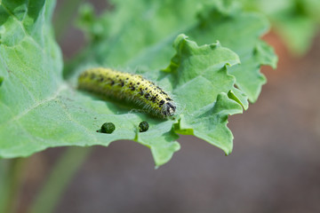 Caterpillar of Cabbage butterlfly on Curly kale