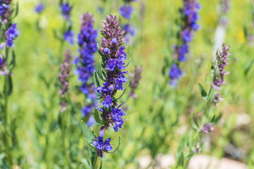 Hyssopus officinalis, known as hyssop, a herbaceous flowering plant used in traditional herbal medicine and culinary, as well by beekeepers to produce rich aromatic honey