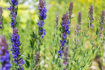 Fototapeta premium Hyssopus officinalis, known as hyssop, a herbaceous flowering plant used in traditional herbal medicine and culinary, as well by beekeepers to produce rich aromatic honey