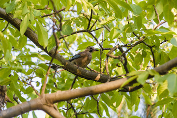 A bird sits on a green tree on a sunny day.