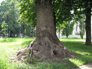 tree