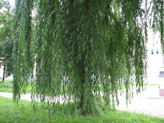 Obraz premium tree