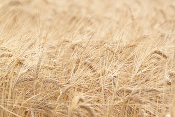 golden ears of rye in the field