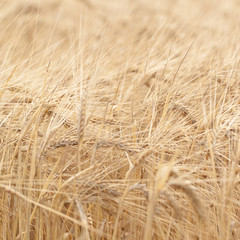 golden ears of rye in the field
