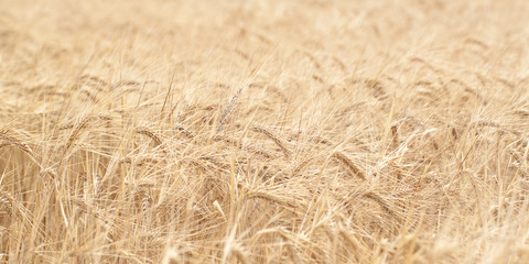golden ears of rye in the field