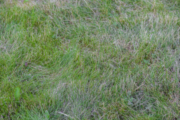Botany green nature grass background garden field.