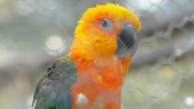 The Jenday Conure Looks Around in a Cage and Opens its Beak to Speak