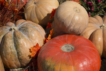 Autumn harvest. Assortment of big colorful pumpkins