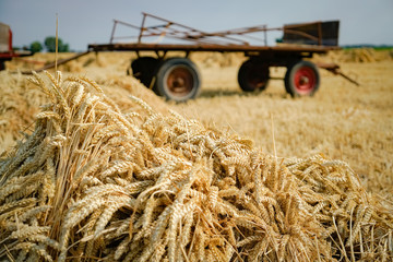 Getreideernte wie früher - Getreidegarben vor altem Erntewagen