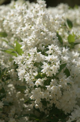 White Spring blossom in Swiss cottage garden