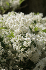 White Spring blossom in Swiss cottage garden