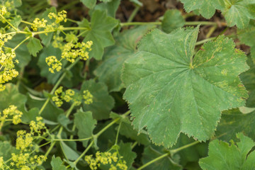 Easy-to-grow herbaceous perennial plant Alchemilla mollis, known as lady's-mantle, with yellow flowers seen in the garden on a sunny summer day