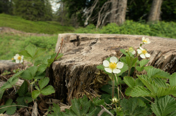 Wild Strawberry Flowering on Flumserberg