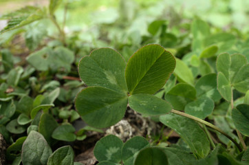 Four-leaved clover on Swiss lawn