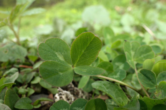 Four-leaved clover on Swiss lawn