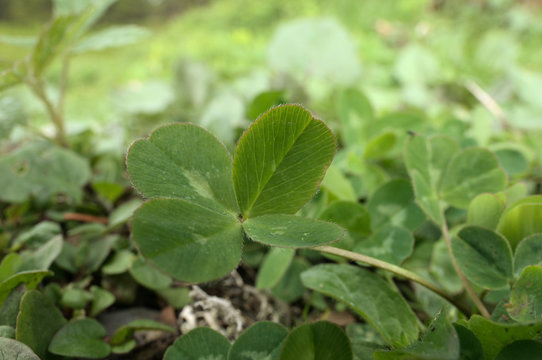 Four-leaved clover on Swiss lawn