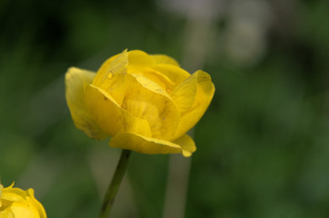 Trollius europaeus, alpine globeflower on Flumserberg, Swiss Alps