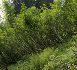 Obraz premium Forest of Saplings, Flumserberg, Swiss Alps