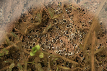 Gas evolution on floor of alpine lake